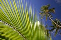 Free Palm Frond With Trees Royalty Free Stock Images - 5233019
