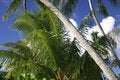Free Palm Scene Stock Photography - 5233022