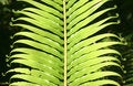 Free Frond Composition Royalty Free Stock Image - 5233076