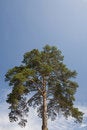 Free Scotch Fir Royalty Free Stock Photography - 5238127