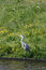 Free Heron At Water Edge Royalty Free Stock Photography - 5231107