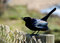 Free Black Bird On Fence Post Stock Photography - 5231332