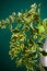 Free Fragment Of White Ceramic Vase With Leaves Stock Image - 5237561