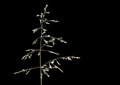 Free Grass Seed Royalty Free Stock Photography - 5241997