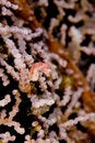Free Pygmy Sea Horse Royalty Free Stock Image - 5247026