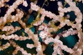 Free Pygmy Sea Horse Stock Photo - 5247040