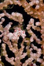 Free Pygmy Sea Horse Stock Photography - 5247092