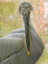 Free Curly Pelican Royalty Free Stock Image - 5249216