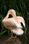 Free Pelican Grooming Stock Photo - 5240670