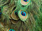 Free Peacock Feathers Royalty Free Stock Photo - 5248525