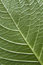 Free Leaf - Detail Royalty Free Stock Photos - 5248688