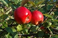 Free Two Ripe Apples On Tree Royalty Free Stock Photos - 5255718