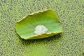 Free Lotus New Curl Leaf Royalty Free Stock Photo - 5256955