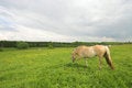 Free Horses On Field Royalty Free Stock Image - 5259126
