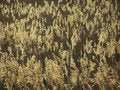 Free Reed Field Stock Images - 5259364