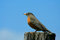 Free Redbrested Robin On A Fence Post Royalty Free Stock Image - 5253386