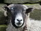 Free Sheep Stock Image - 5254101