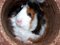 Free Baby Abyssinian Guinea Pig Stock Photo - 5255540