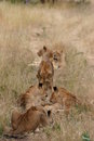Free Lion Pride Royalty Free Stock Image - 5269646