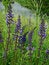 Free Dark Blue Flowers Stock Images - 5260144