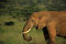 Free African Elephant Eating Royalty Free Stock Photos - 5267758