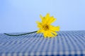 Free Daisy On Tablecloth Stock Image - 5270991