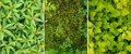 Free 3 In 1 Floral Backgrounds Set Stock Image - 5274031