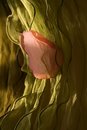 Free Petal Of A Rose On A Green Background Stock Photography - 5274512