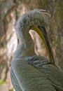 Free Curly Pelican Royalty Free Stock Photography - 5275257
