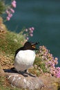 Free Razorbill Royalty Free Stock Photography - 5277477