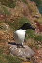 Free Razorbill Stock Photography - 5277482