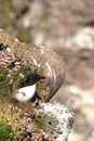Free Razorbill Royalty Free Stock Photo - 5277485