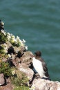 Free Guillemot Royalty Free Stock Photography - 5277487