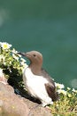 Free Guillemot Royalty Free Stock Images - 5277489