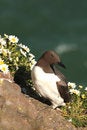 Free Guillemot Stock Photo - 5277490