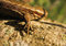 Free Forefoot Of Lizard Stock Photo - 5275050