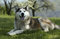 Free Husky Stock Photos - 5276133