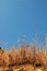Free Grass In Autumn Royalty Free Stock Photo - 5276515