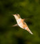 Free Ruby-Throated Female Hummingbird Royalty Free Stock Images - 5277179
