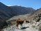 Free Mountain Cows Stock Images - 5279574
