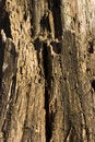 Free Rotten Wood Royalty Free Stock Photography - 5286027