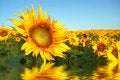 Free Yellow Field Stock Photos - 5286773