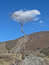 Free Cloud Tree Stock Image - 5280261