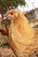 Free Beautiful Chick Stock Photos - 5286563