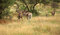 Free Herd Of Gemsbok Gazelle Stock Photography - 5286932
