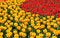 Free Red And Yellow Tulips Stock Photography - 5287262