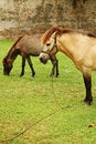 Free Horse Tied Up Stock Image - 5291651