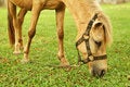 Free Horse Tied Up Royalty Free Stock Image - 5291716