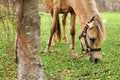 Free Horse Tied Up Stock Photography - 5291812