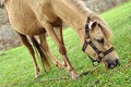 Free Horse Tied Up Stock Photography - 5291872